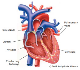 Heart Diagram Tattoos