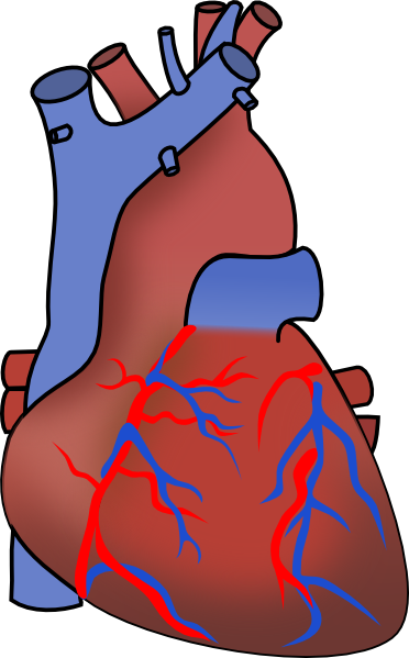 Heart Diagram Unlabeled   Free Cliparts That You Can Download To You    