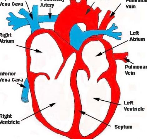 Labeled Human Heart Clipart   Cliparthut   Free Clipart