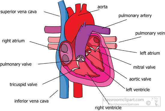 Parts Of The Heart Circulatory System Labeled 2   Classroom Clipart