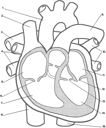 Simple Heart Diagram For Kids   Clipart Best