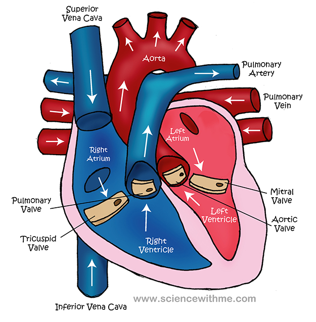 Simple Heart Diagram For Kids Images   Pictures   Becuo   Cliparts Co