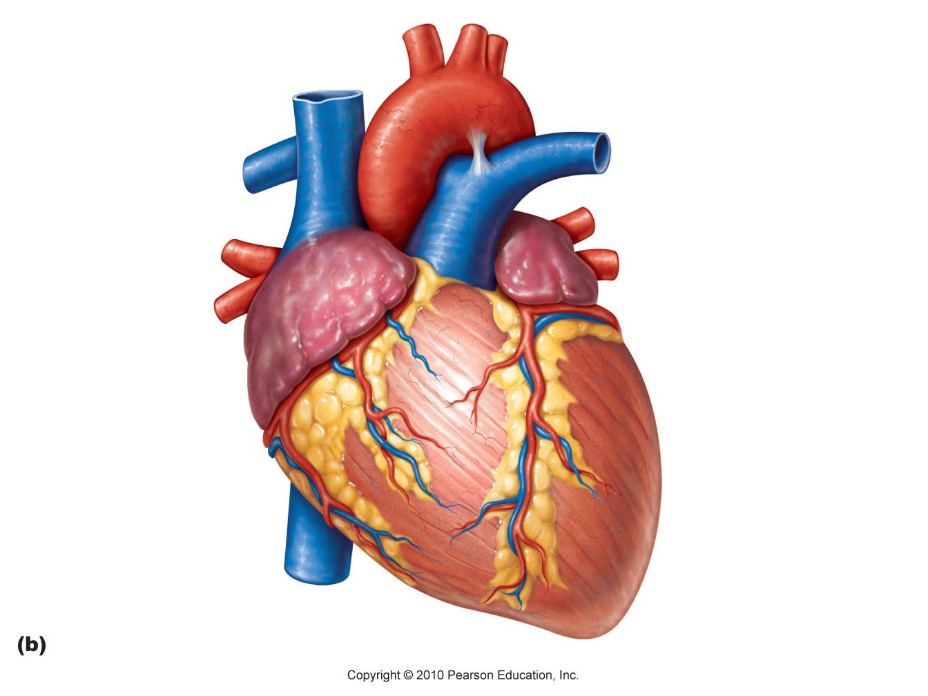 There Is 39 Cool Human Heart   Free Cliparts All Used For Free 
