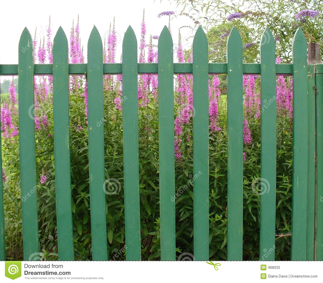 Bright Purple Flowers Behind A Green Picket Fence