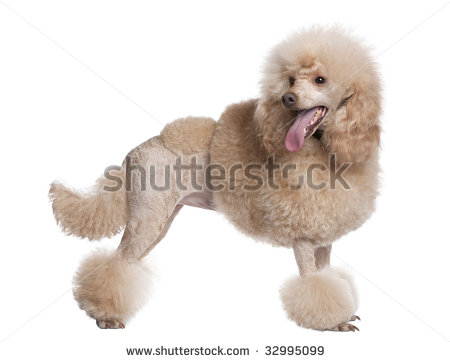 Cartoon Of A Poodle On A White Background Stock Vector 11396998   Dog    