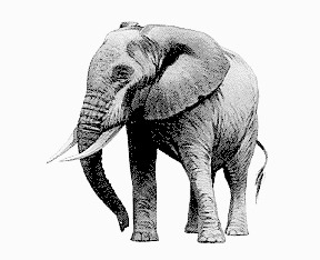 Free Grey Elephant Clipart   Clipart Picture 8 Of 13
