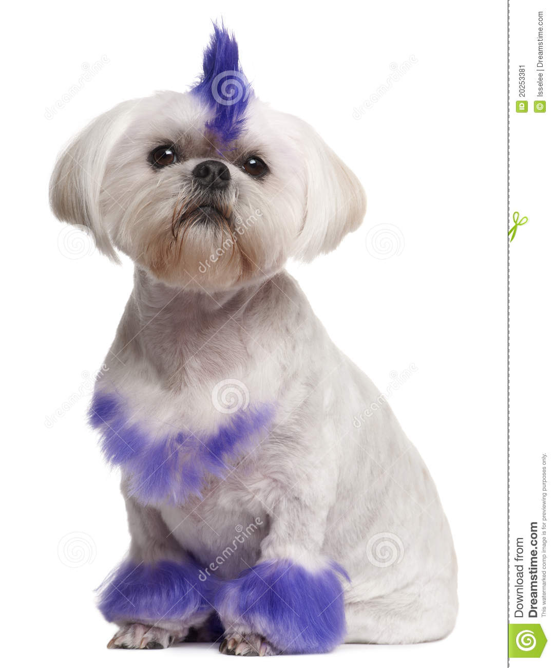 Shih Tzu With Purple Mohawk 2 Years Old Sitting In Front Of White