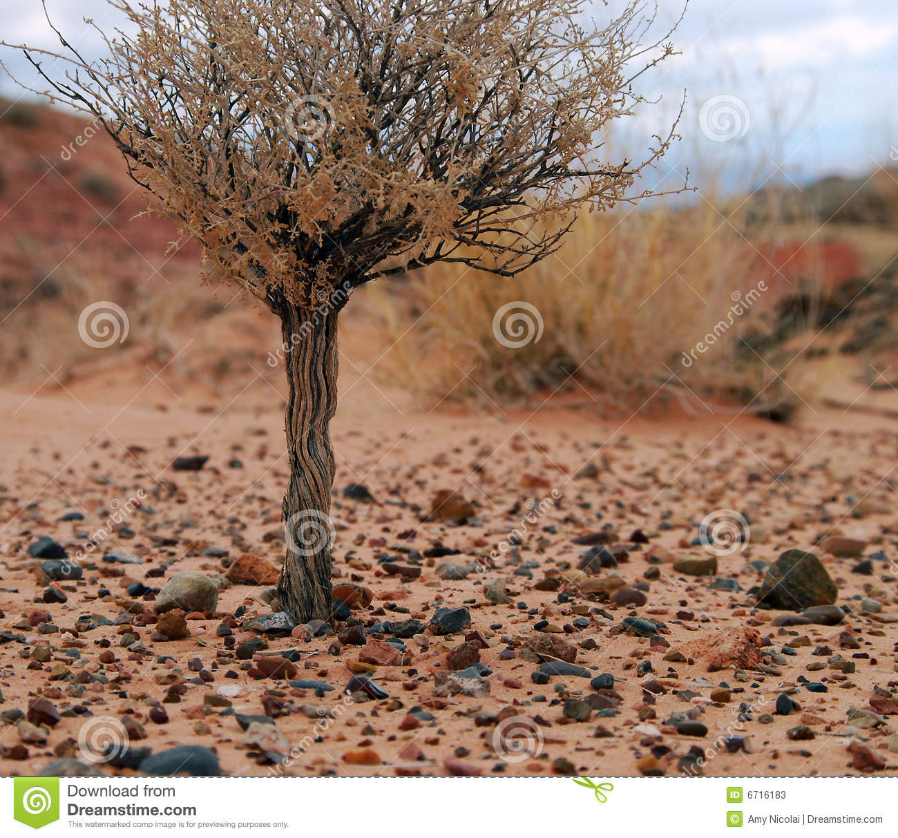 An Ancient Desert Shrub Rises Over The Desert Pebbles And Sand In The