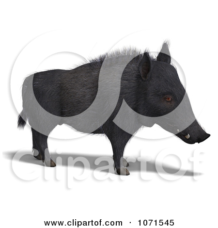 Clipart 3d Wild Black Boar Pig 3   Royalty Free Cgi Illustration By