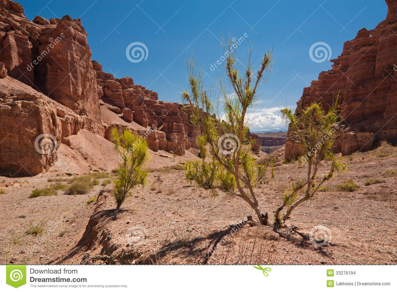 Desert Plant Shrub Saxaul  Haloxylon  Growing Among Rock Formations At