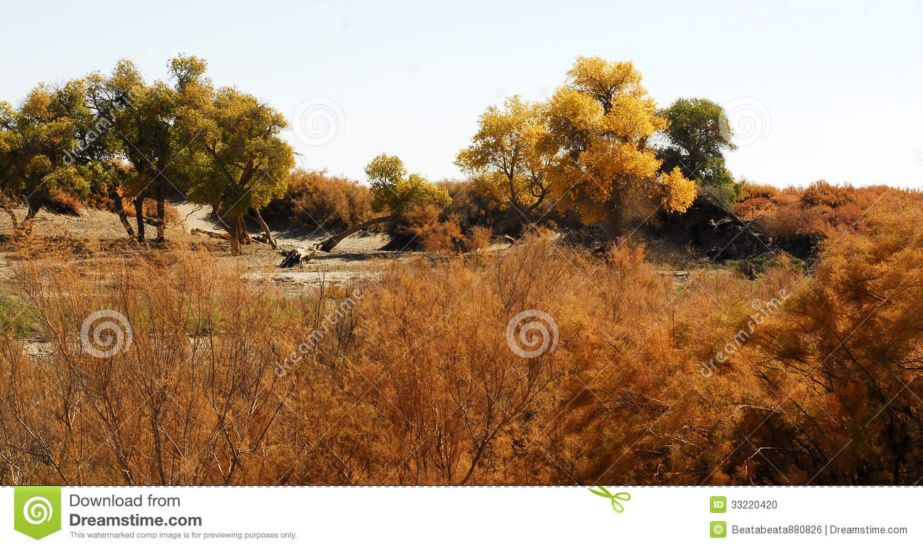 Desert Shrub Stock Photo   Image  33220420