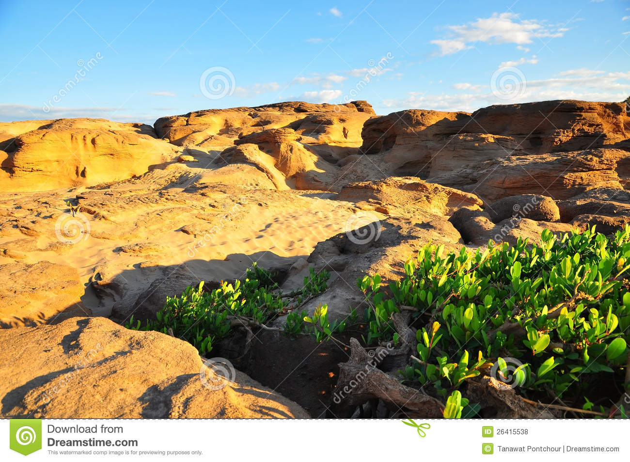 Desert Shrubs Clipart Small Shrub Plants In Desert