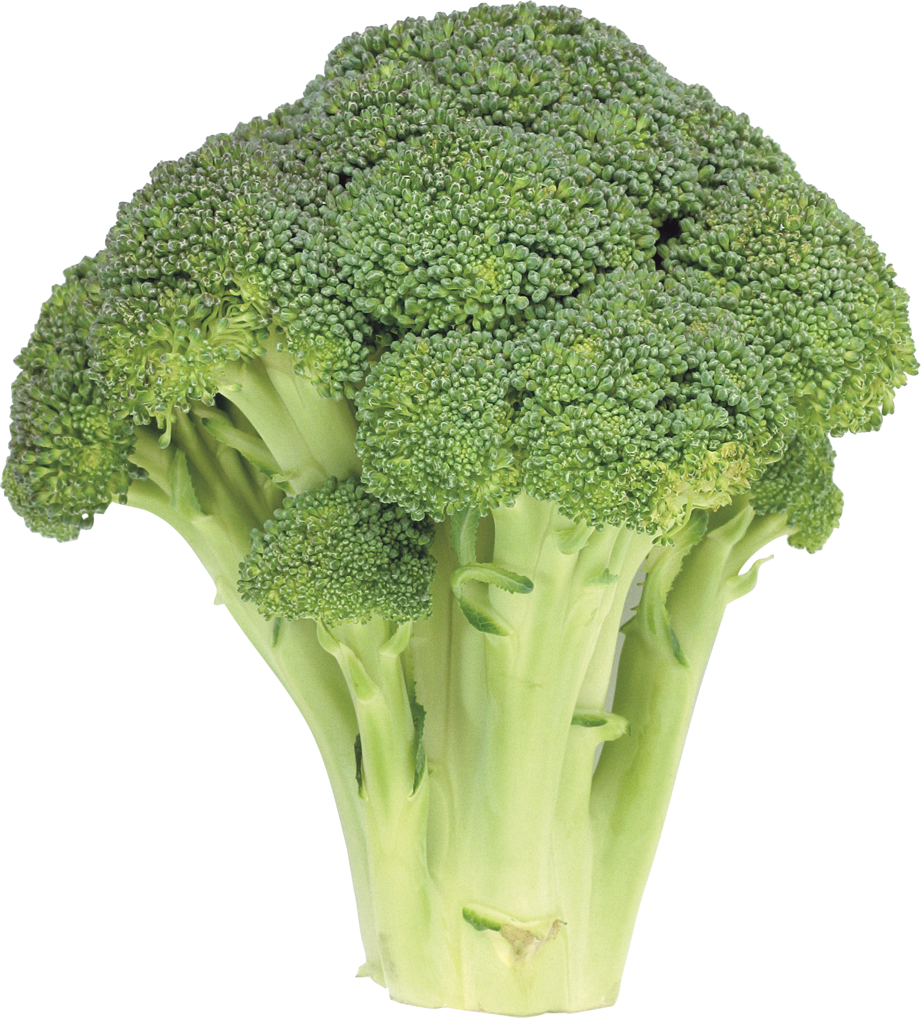 Download Png Image  Broccoli Png Image