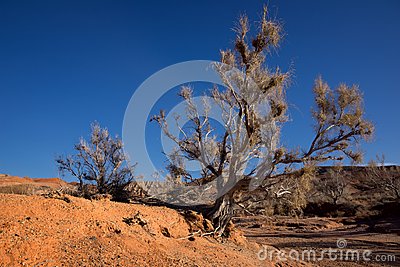 Shrub Haloxylon In Desert Mountains Ulken Bogytty In The National Park