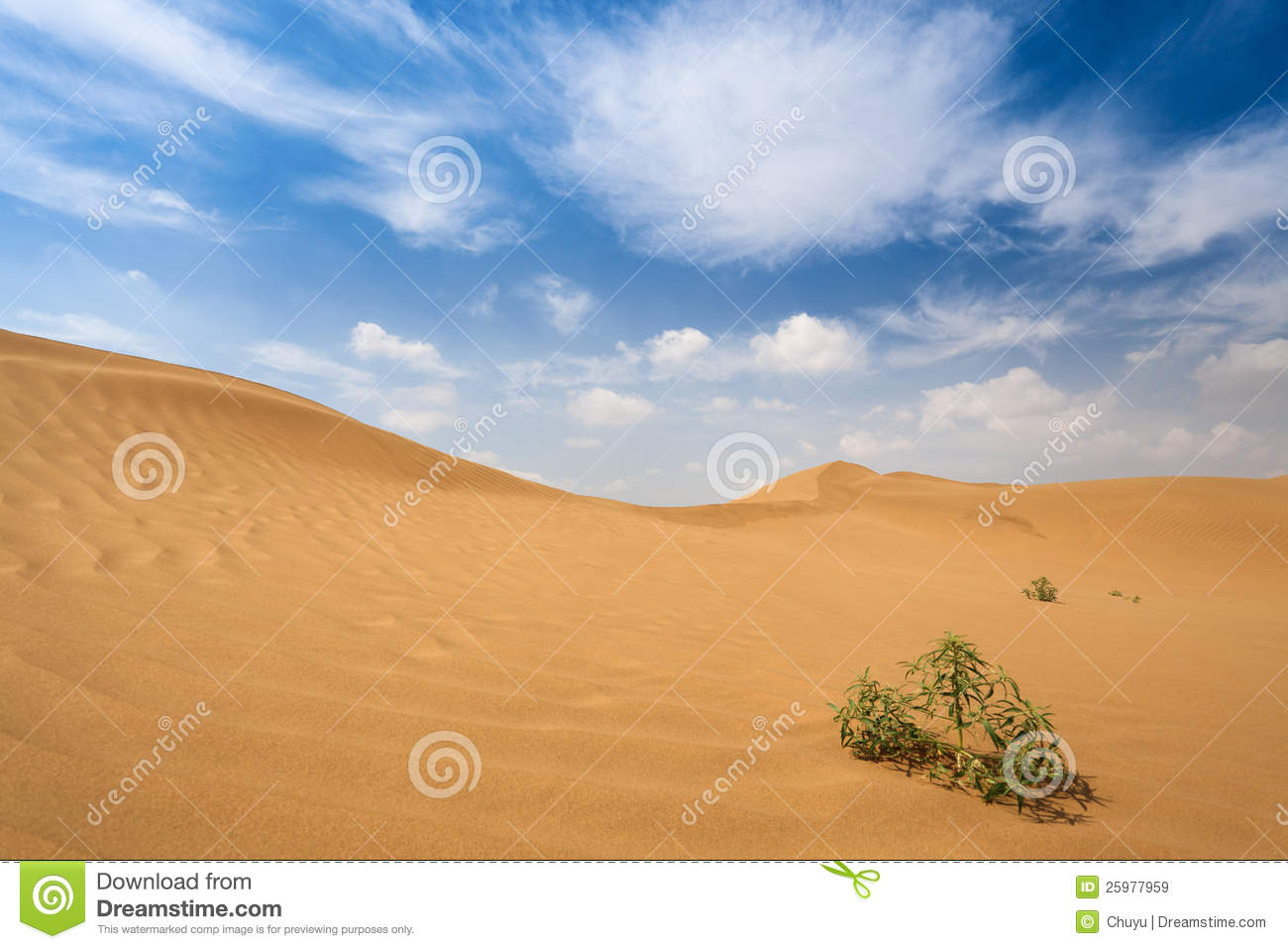 Shrub Plants In Desert Royalty Free Stock Images   Image  25977959