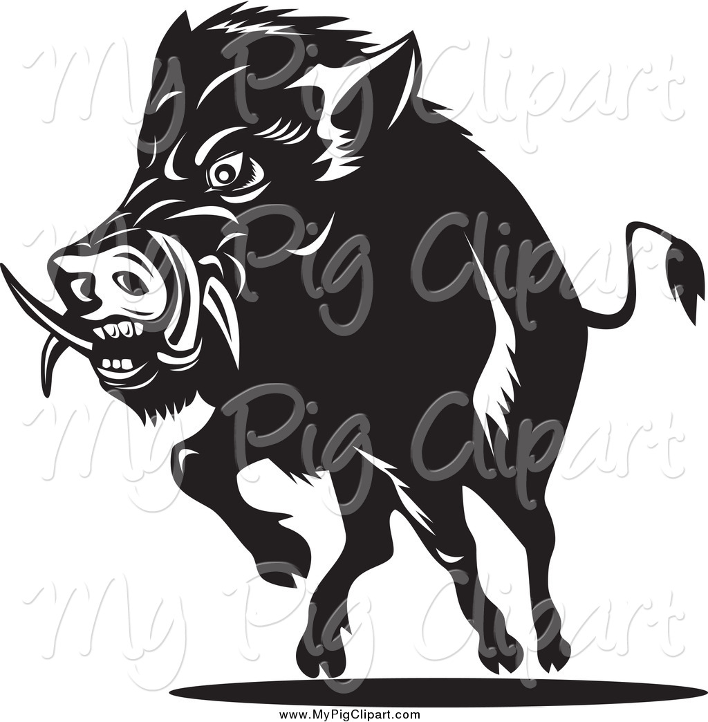 Swine Clipart Of A Black And White Charging Wild Boar By Patrimonio    