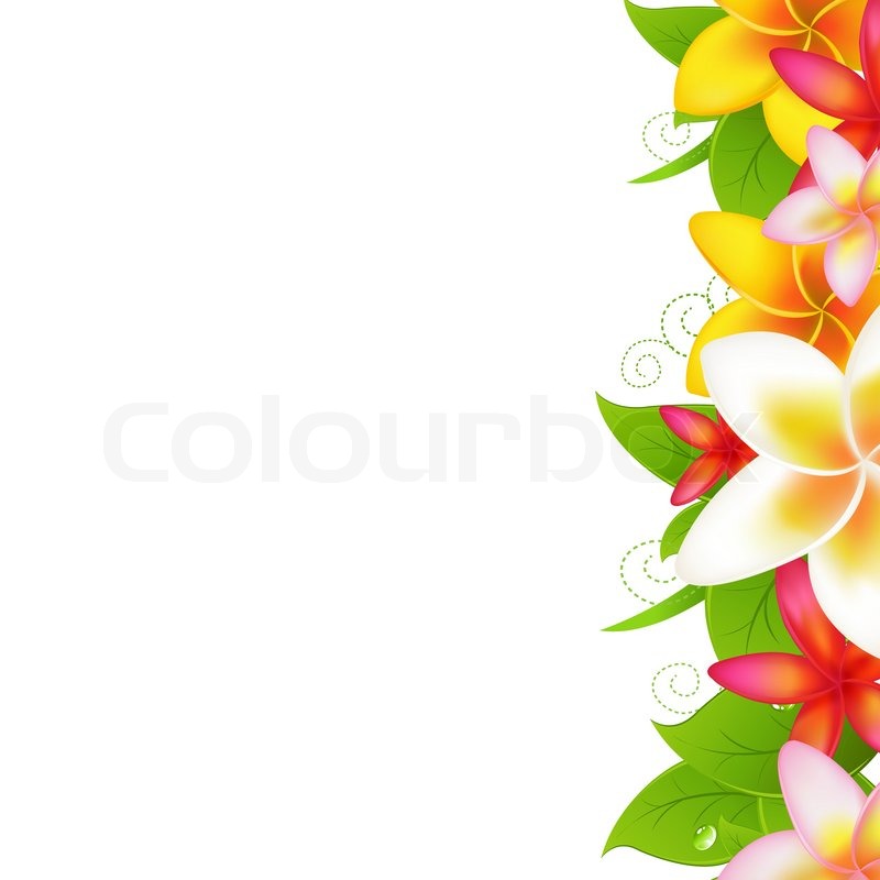 Tropical Flowers Frangipani Isolated On White Background Vector