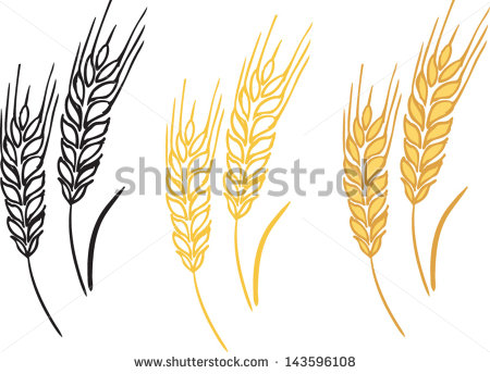 Wheat Barley Ears Vector Illustration   Stock Vector