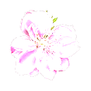 Apple Blossom Clipart Picture Apple Blossom Gif Png Icon Image