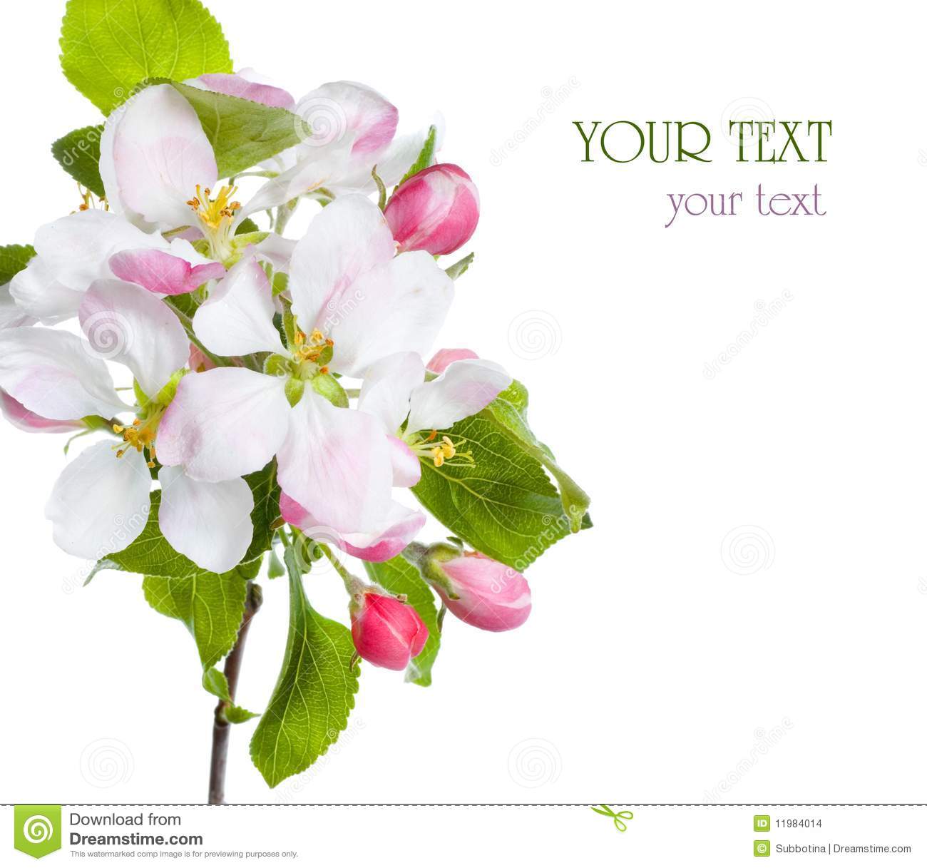 Apple Blossom Stock Images   Image  11984014