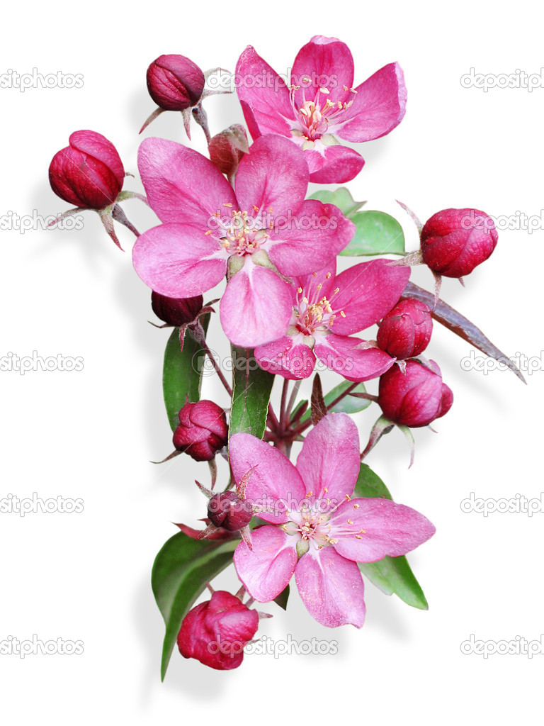 Apple Blossoms Stock Photos Clipart Apple Blossoms Pictures Wallpaper