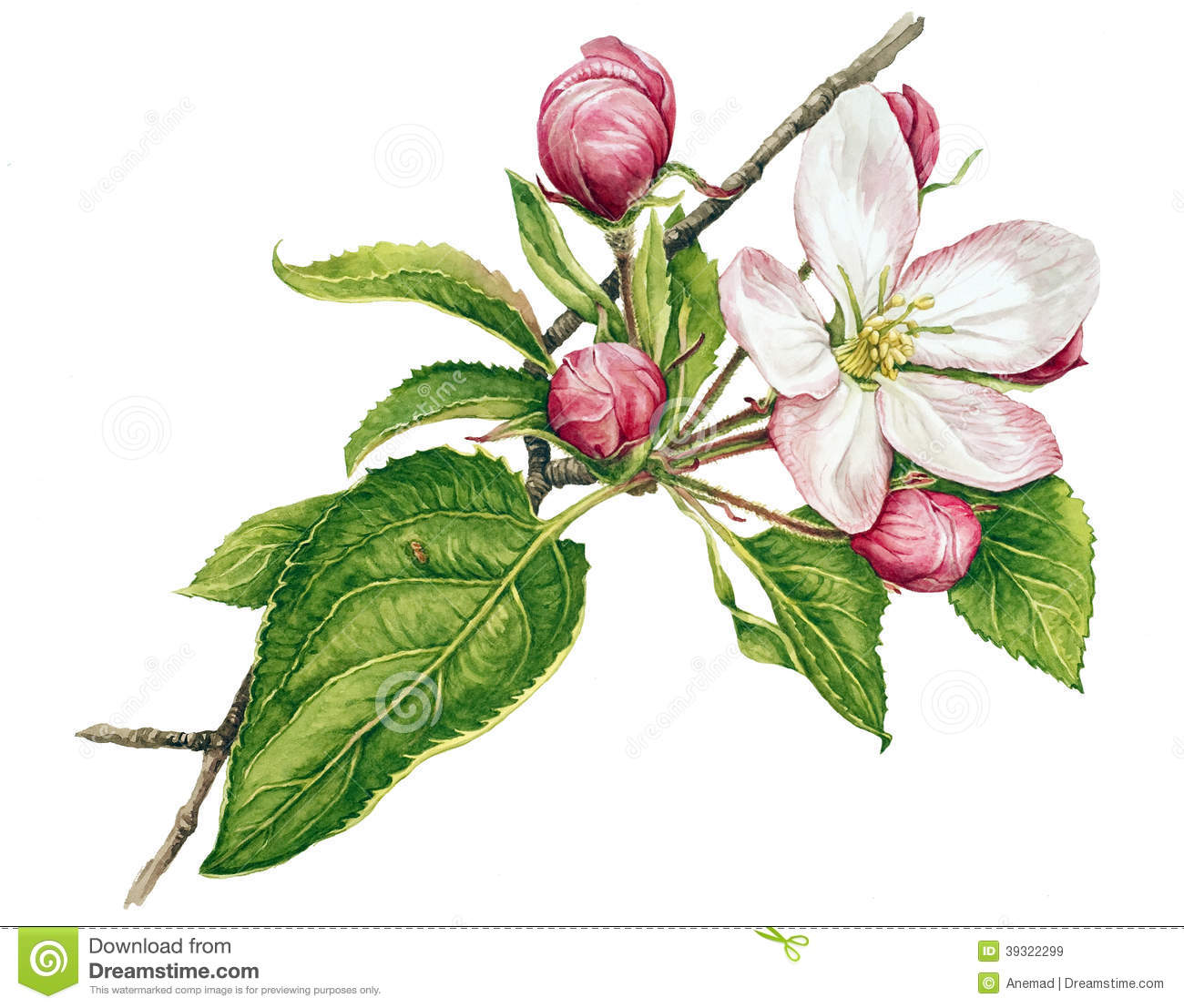 Apple Tree In Blossom Stock Illustration   Image  39322299