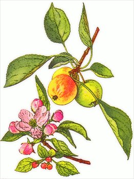 Free Apple And Blossom Clipart   Free Clipart Graphics Images And