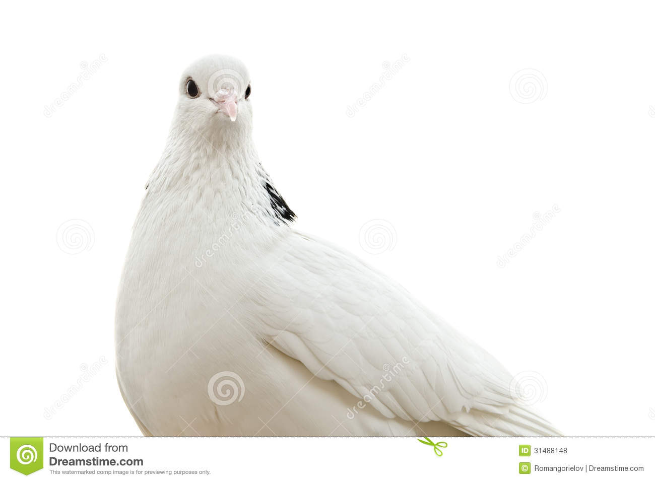 Dove Isolated On A White Background Mr No Pr No 0 221 0