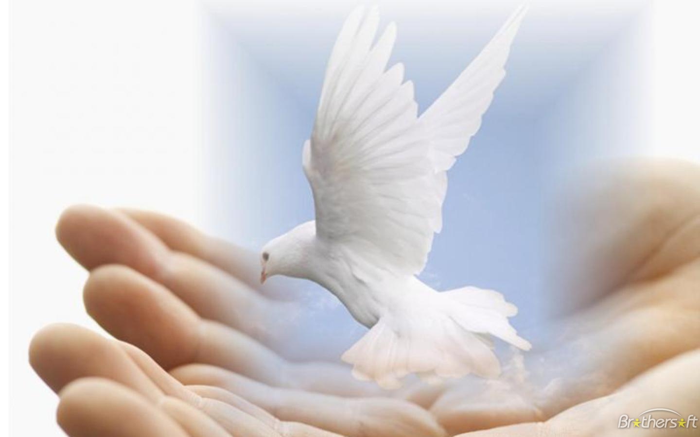 Dove Of Peace   Peace   Love Revolution Club Wallpaper  25246250