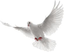 White Dove In Flight   Png Transparent