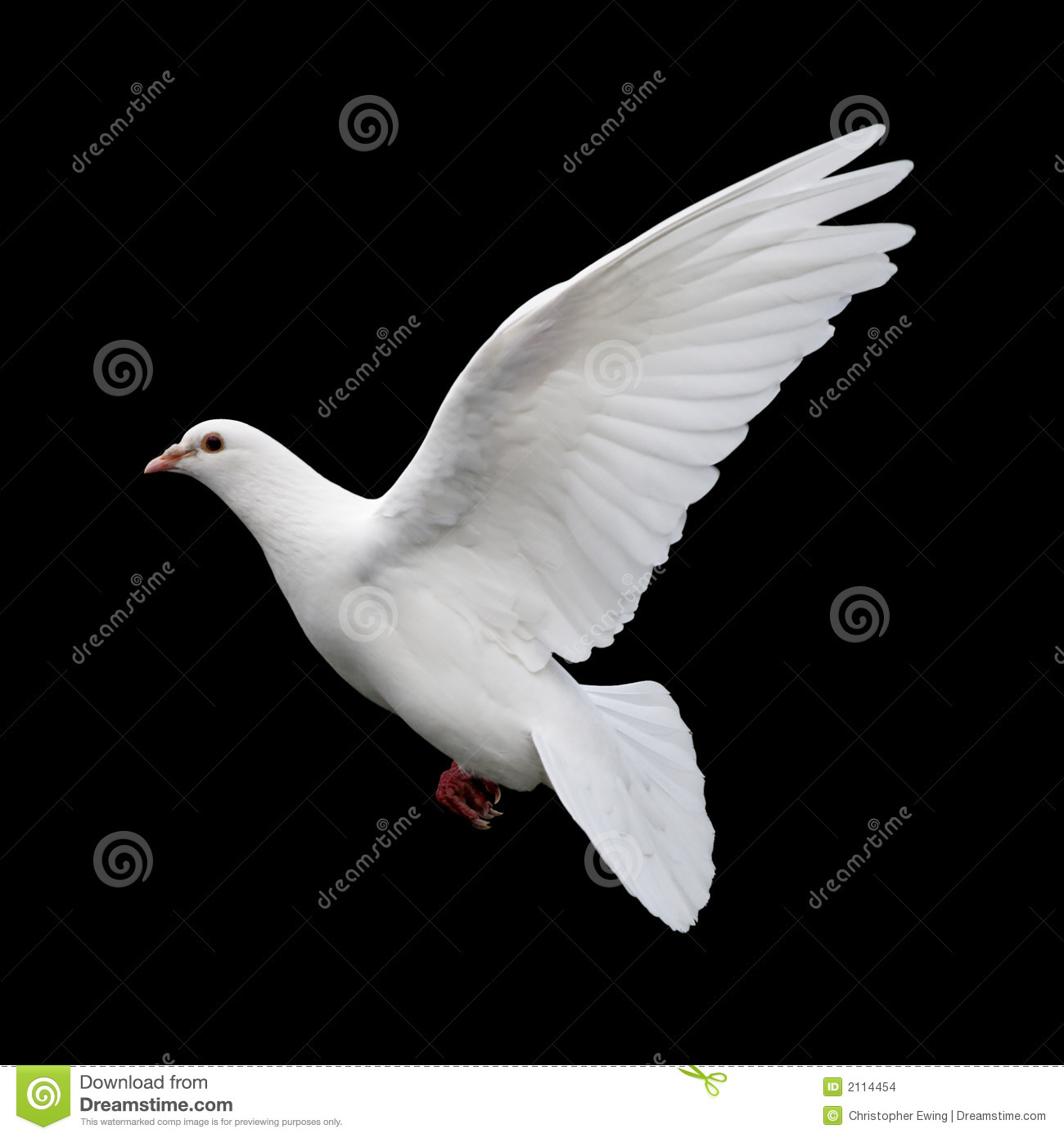 White Dove Isolated On A Black Background Mr No Pr No 5 18601 137