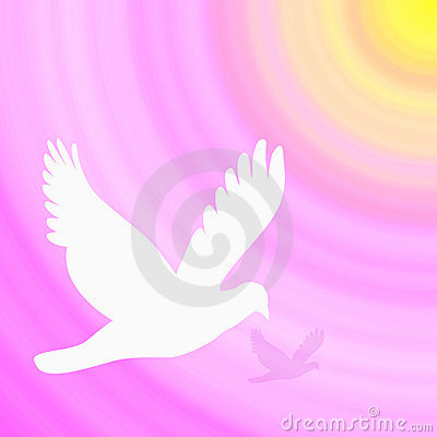 White Dove On Pink And Yellow Gardient Background Mr No Pr No 2 3466 4