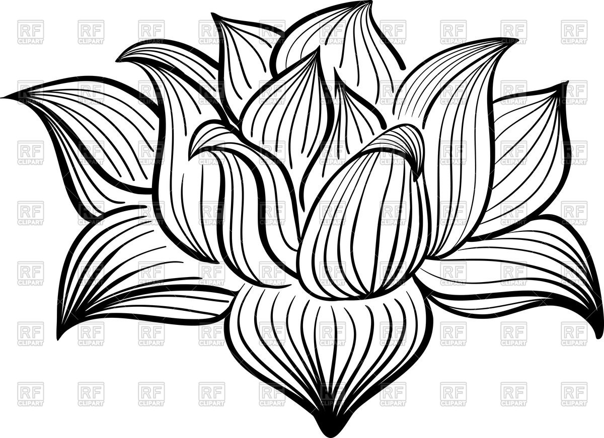 Flower Clipart Outline Outline Of Lotus Flower