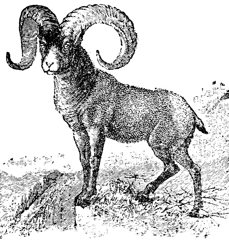 Rocky Mountain Goat   Clipart Etc