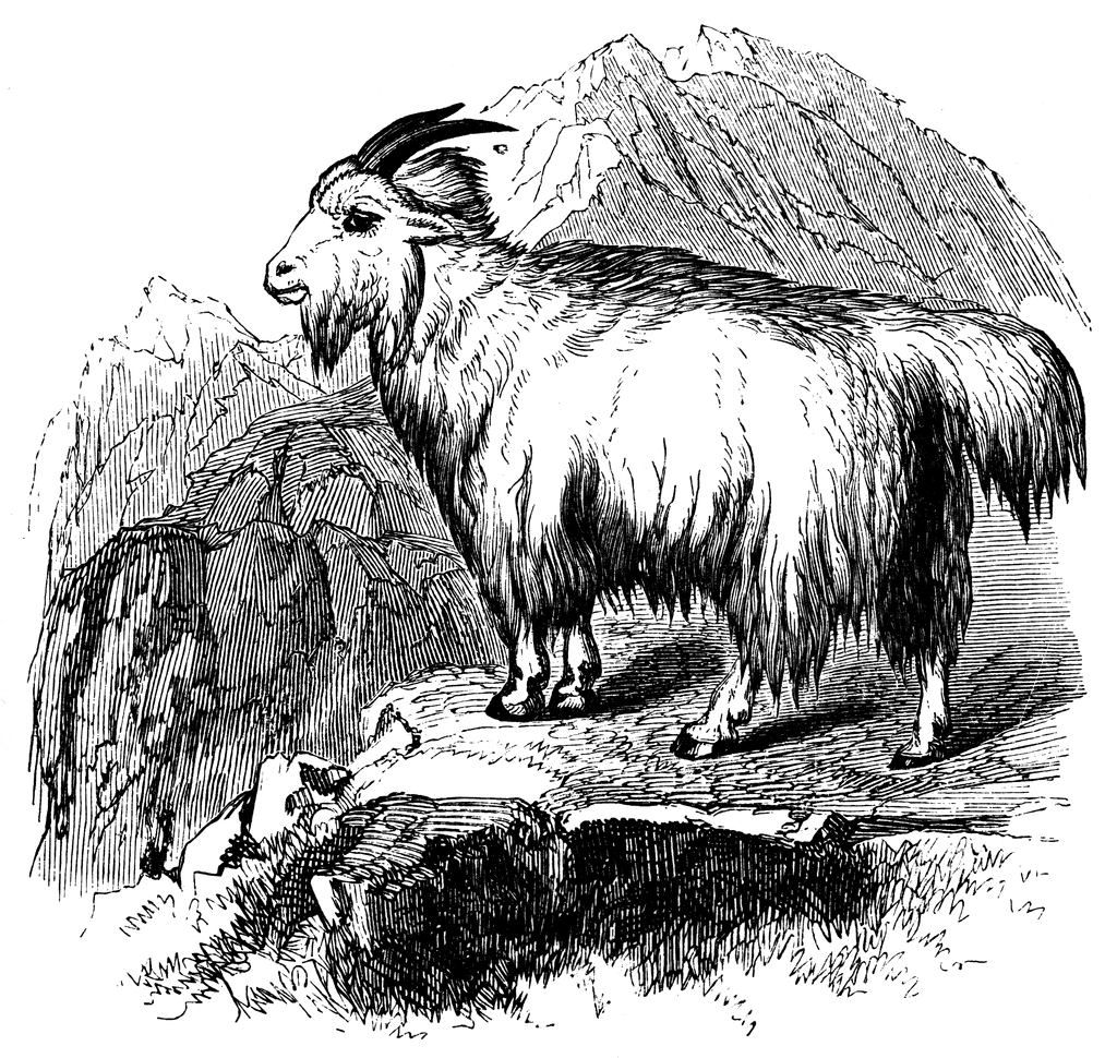 Rocky Mountain Goat   Clipart Etc