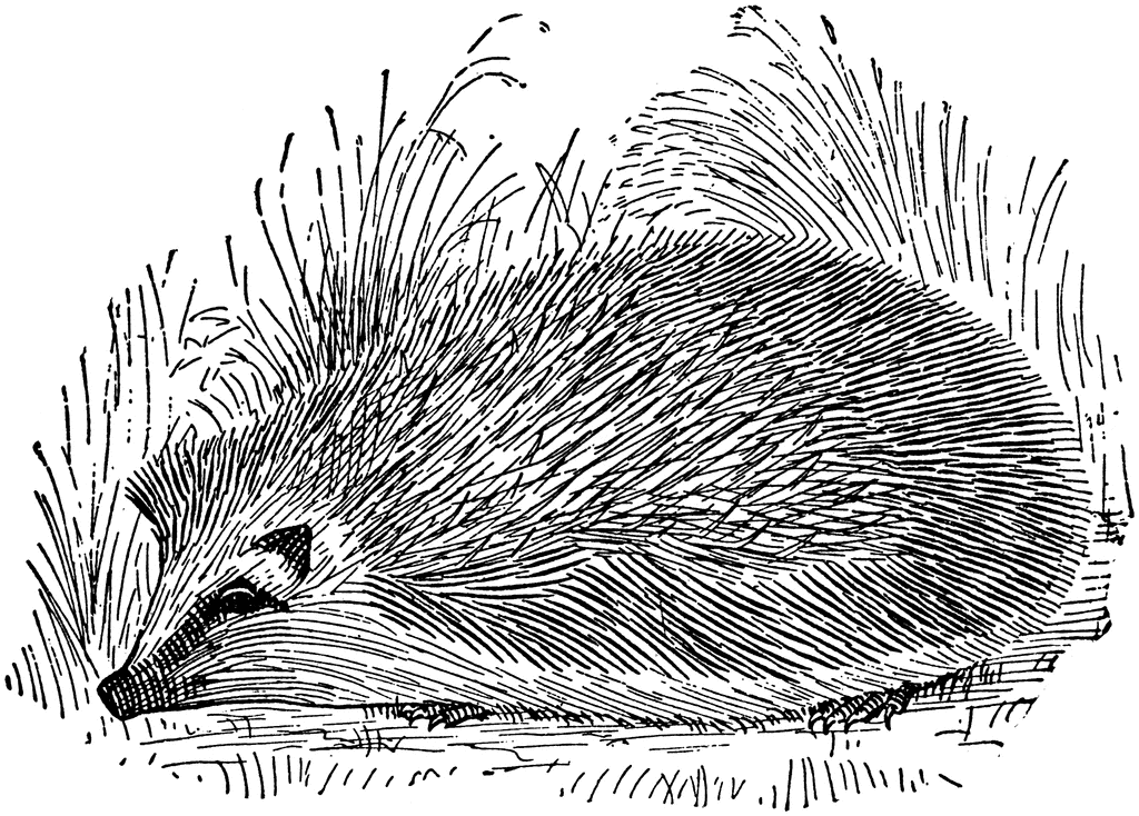 Hedgehog   Clipart Etc