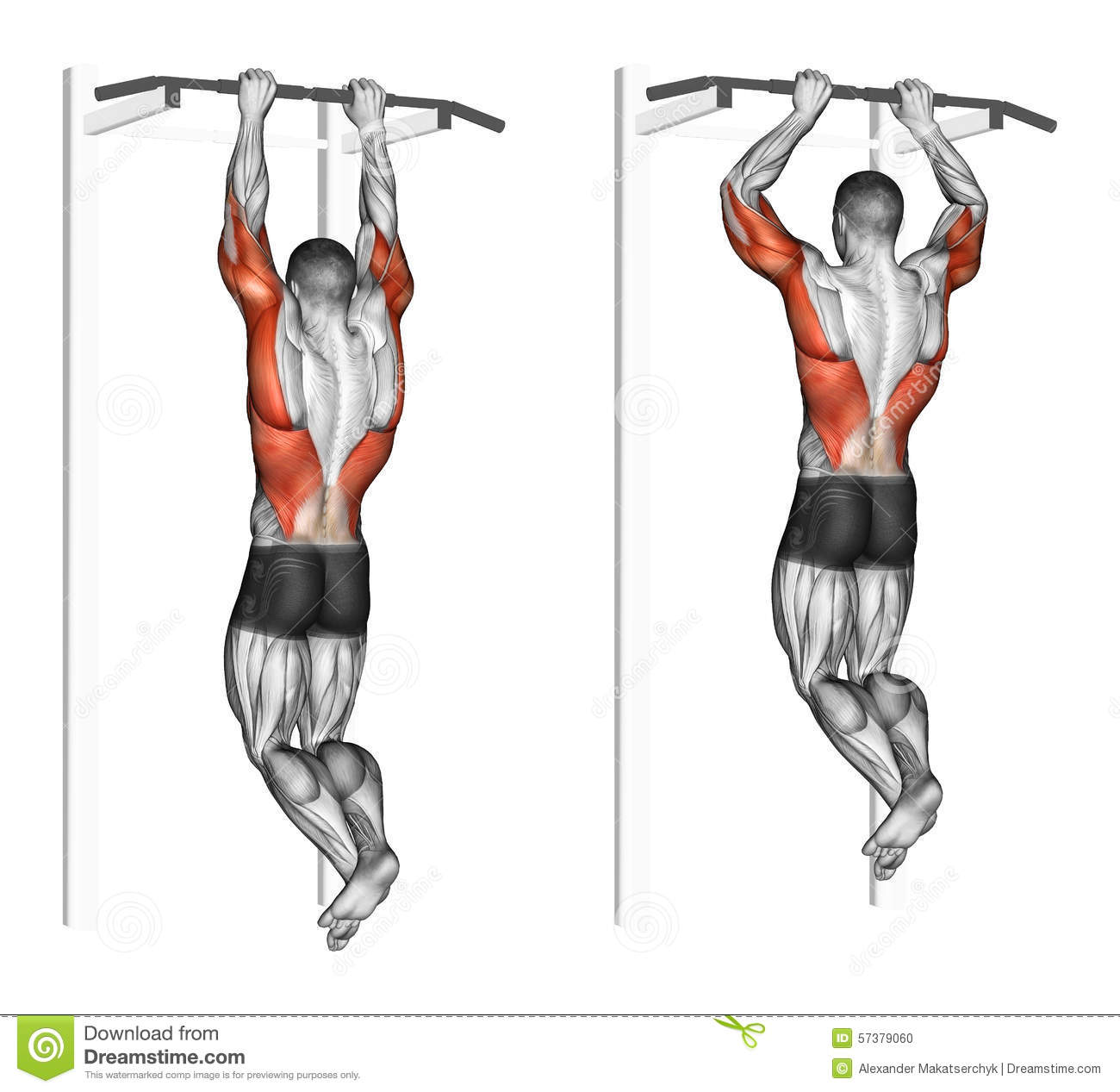 Pull Ups On The Brachialis  Exercising For Bodybuilding Target Muscles