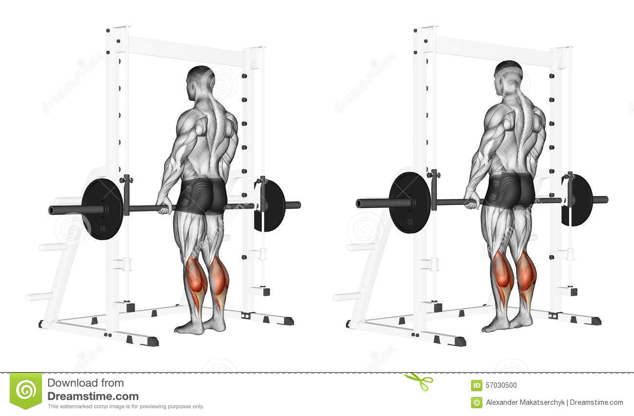 Rise On Toes With A Barbell  Exercising For Bodybuilding Target    