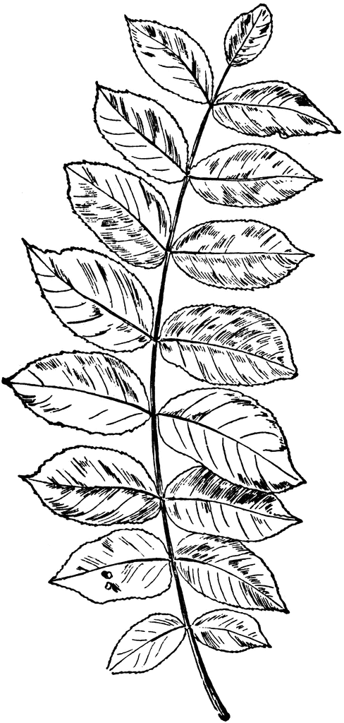 Black Walnut Leaf   Clipart Etc