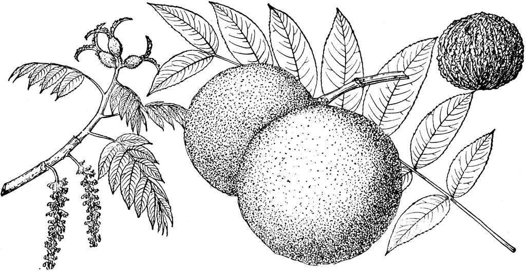 Branch Of Eastern Black Walnut Tree   Clipart Etc