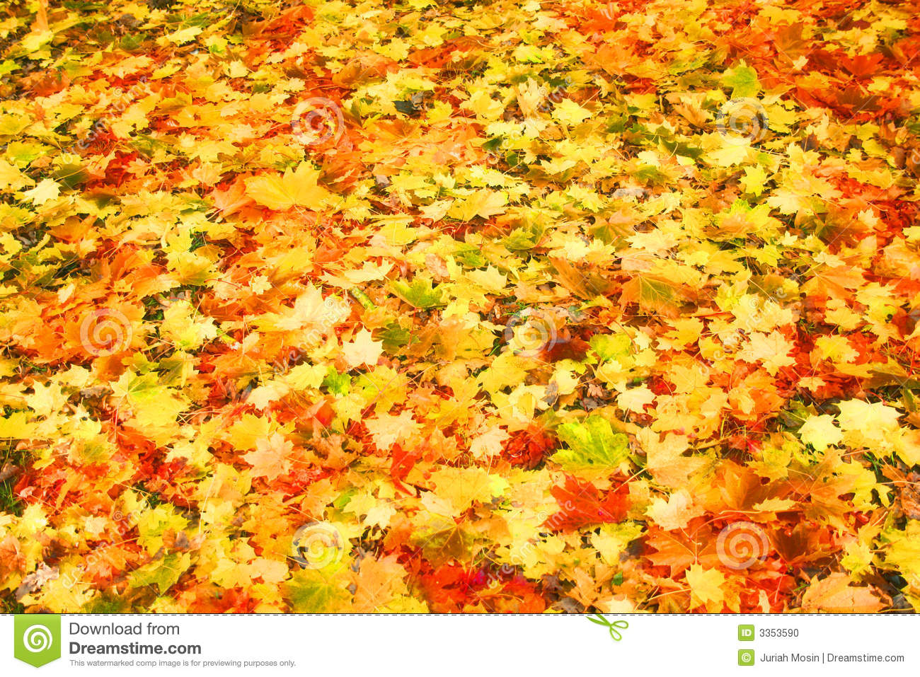 Piles Of Beautiful Dry Autumn Leaves Scattered Over The Ground
