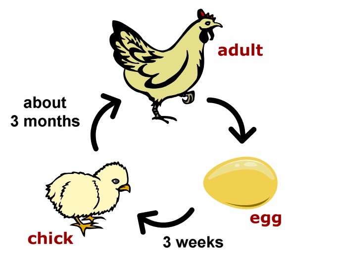 Science Year 2  Life Cycle Of Animals