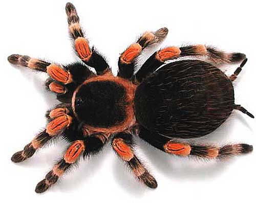 Tarantula   Big Hairy Scary Spider   Animal Pictures And Facts