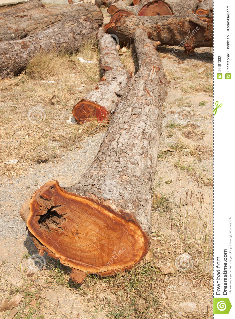 Timber On The Ground Stock Photo   Image  66997382