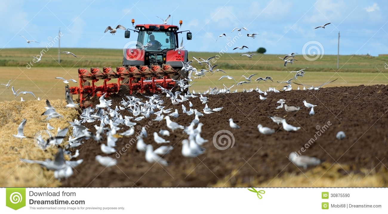 Tractor Plowing Surrounded By Seagulls