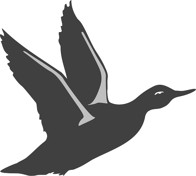 Black Silhouette Bird Duck Flying Wings Taking