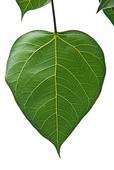 Bodhi Or Peepal Leaf From The Bodhi Tree   Stock Image