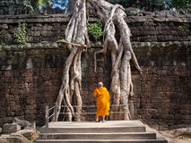 Buddhist Monk Examining Giant Tree Roots At Angkor Temple Cambodia    