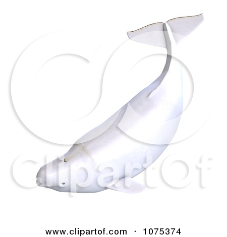Clipart 3d White Female Beluga Whale 3   Royalty Free Cgi Illustration