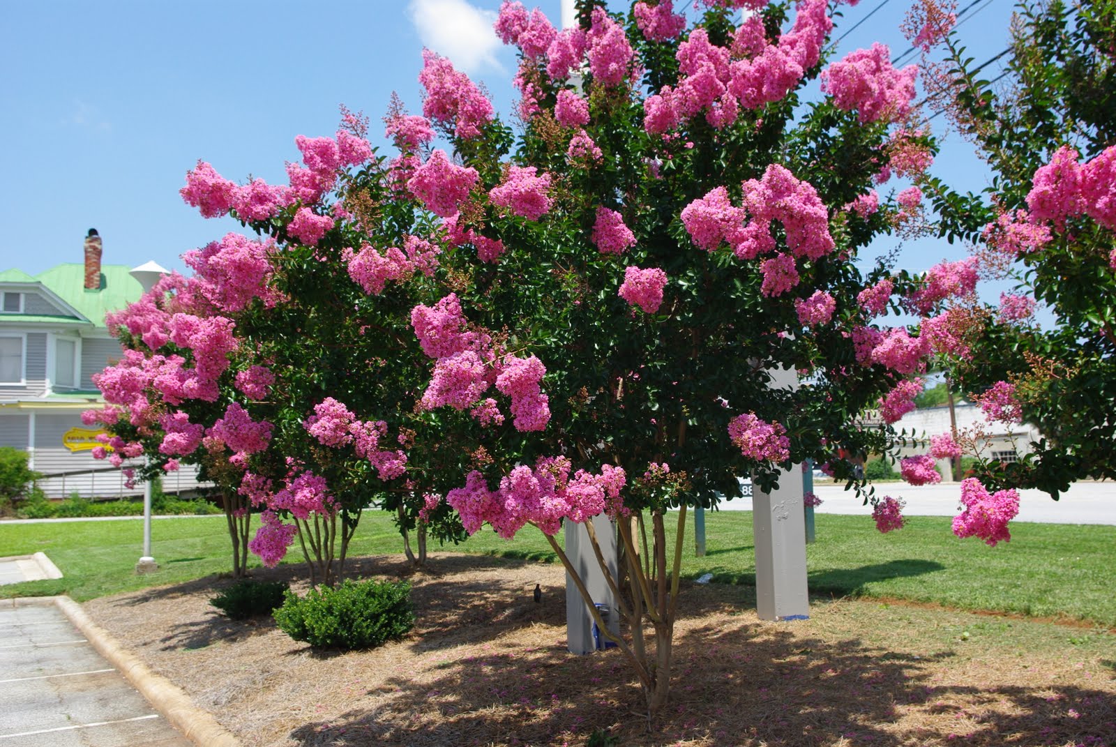     Diva  Enjoy These Summer Blooming Trees Shrubs And Perennials